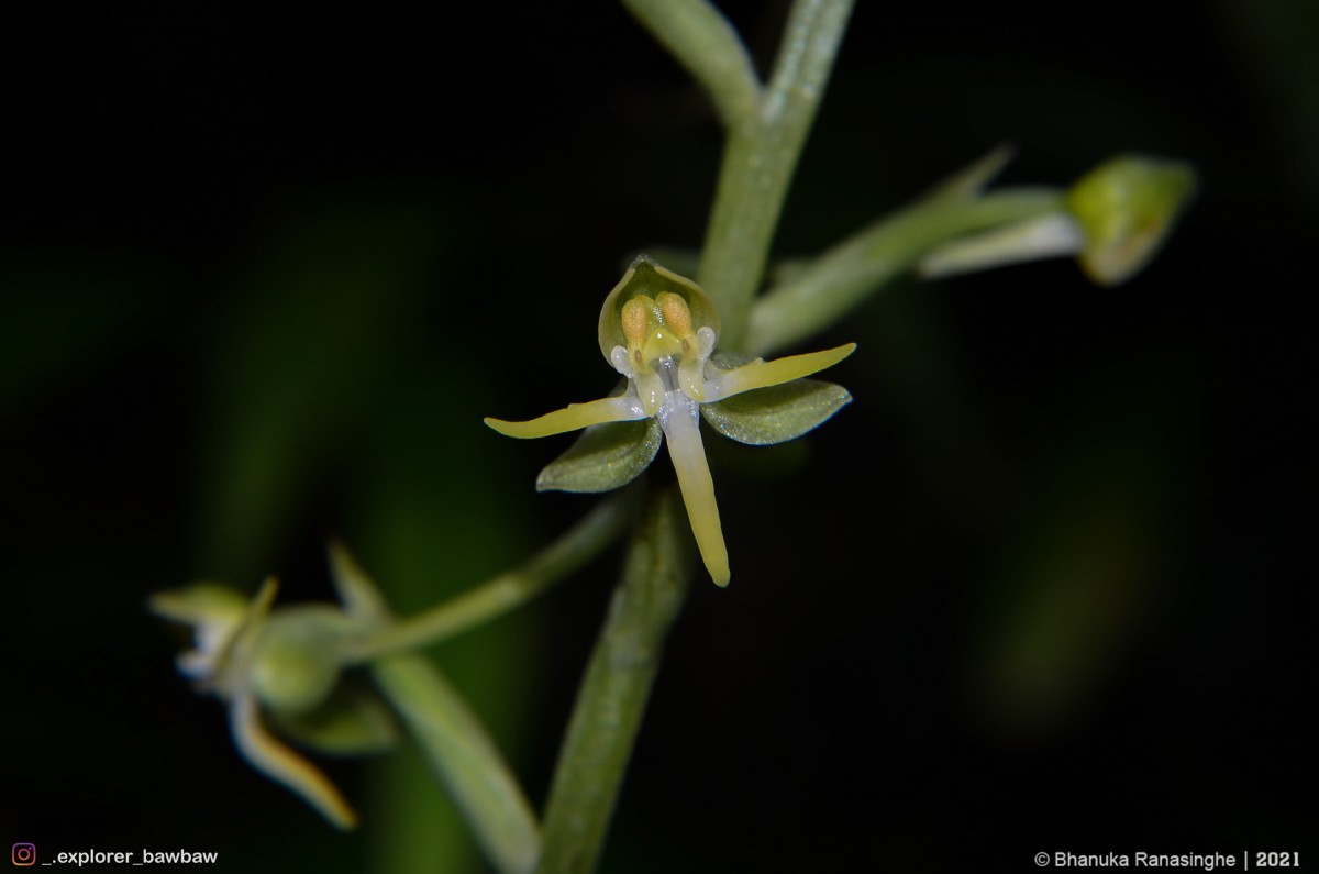 Habenaria dolichostachya Thwaites